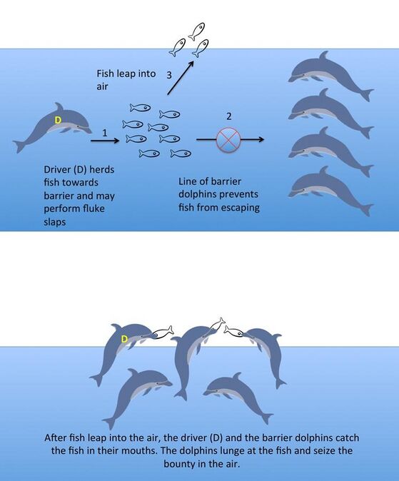 ↑ A team of common bottlenose dolphins cooperate to make schooling fish jump in the air. In this vulnerable position the fish are easy prey for the dolphins.[53]