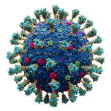 Illustration of a SARS-CoV-2 virion