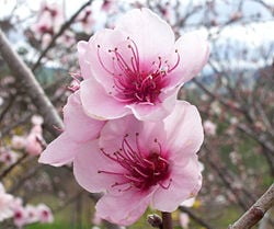 Peach flower