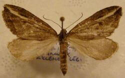 Chesias legatella.jpg