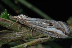 Chesias legatella1.jpg