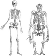 Human and gorilla skeleton