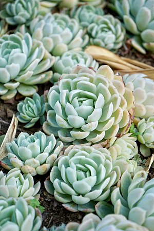 Echeveria elegans - 1.jpg