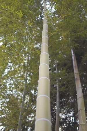 Bamboo.jpg