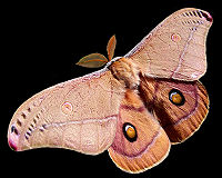 Emperor Gum Moth.jpg