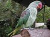 Alexandrine Parakeet at Lochmara Lodge.jpg