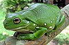 Magnificent tree frog (Litoria splendida) crop.jpg