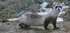 Black footed ferret cropped.jpg