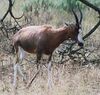 Blesbok - Damaliscus pygargus albifrons.jpg