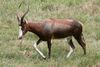 Blesbok at NC zoo.jpg