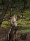 Bonnet Macaque Kodaikanal.jpg