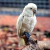 Cacatua goffiniana -captive-8a-3c.jpg