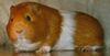 Cavia porcellus.jpg