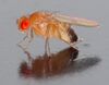 Drosophila melanogaster - side (aka).jpg