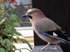 Eurasian Jay on balcony.jpg