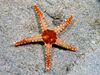 Fromia monilis (Seastar).jpg
