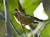 Goldcrest (10649615636).jpg