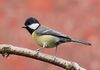 Great tit side-on.jpg