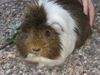 Guinea pig.jpg