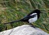 Magpie.arp.750pix.jpg