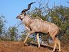 Male greater kudu.jpg