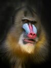 Mandrill portrait (2), Berlin Zoo.jpg
