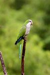 Monk Parakeet (4303100054).jpg
