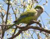 Myiopsitta monachus monachus 3.JPG
