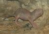 Naked Mole rat baby.jpg