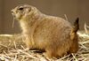 Prairie Dog Washington Zoo.JPG
