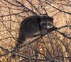 Raccoon (4152678243).jpg