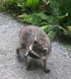 Racoon (3813039203).jpg