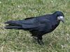 Rook Corvus frugilegus.jpg