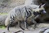 Striped Hyena 5.jpg