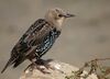 Sturnus vulgaris -California-8.jpg