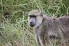Yellow Baboon - Mikumi National Park.jpg
