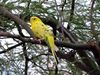 Yellow budgerigar.jpg