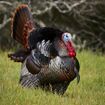 Male wild turkey (Meleagris gallopavo) strutting.jpg