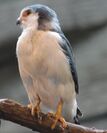 PygmyFalcon.jpg