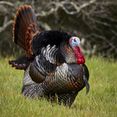 Male wild turkey (Meleagris gallopavo) strutting.jpg