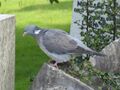 Columba palumbus Glasgow 02.jpg
