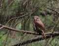 Eurasian pygmy owl (Glaucidium passerinum).jpg