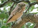 Athene noctua - the little owl.jpg