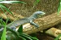 Blauer Baumwaran (Varanus macraei).JPG