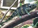 Mellers.chameleon.bristol.zoo.arp.jpg