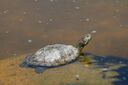 Trachemys scripta elegans partially submerged.jpg