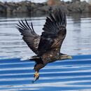 White tailed eagle raftsund square crop.jpg