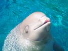 Baby Beluga Whale.jpg