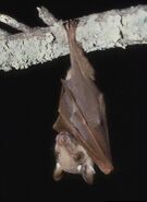 Epomophorus wahlbergi1.jpg