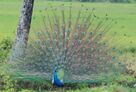 Indian peafowl,Pavo cristatus, dance.jpg